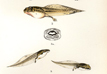 Frogs described, 1899, Proceedings of the Zoological Society of London
