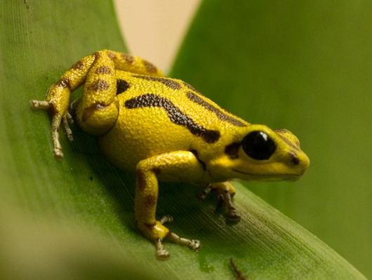 Oophaga vicentei × Oophaga pumilio, 2009/2010, bio-art 